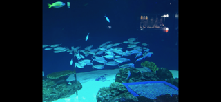 大型水槽に入っている、魚の群れ
